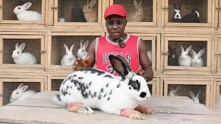 The #1 Mistake Rabbit Owners Make When Treating Mange (Don&rsquo;t Do This!)