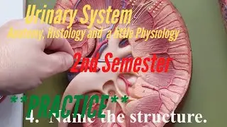 The Urinary System:  Practice for A&P Lab, 2nd Semester.  Anatomy, Histology and a little Physiology