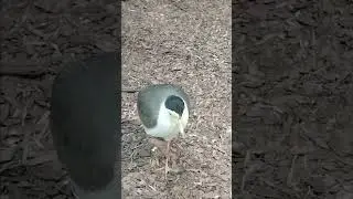 Кулик сорока и солдатский чибис
