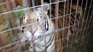 Tigers at night.