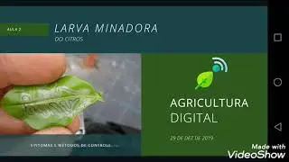 Super inseticida natural para o controle da Minadora do citros