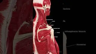 💪 Understanding the Rotator Cuff: The Key to Shoulder Stability 💪