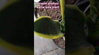 Sneak Plant #oxygen #oxygenplant #gardening #plants #indoorplants #ytshorts #nature #reels #plant
