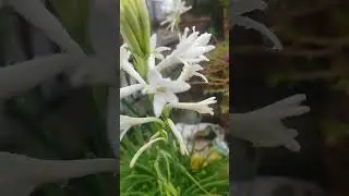 Polianthes tuberosa || Nature is the most beautiful 🌺
