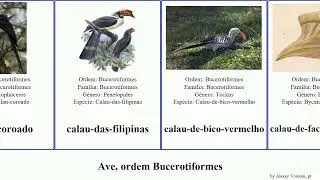 Ave, ordem Bucerotiformes anthracoceros rhyticeros tockus minor birds affinis griseus undulatus