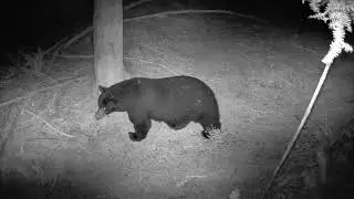 GardePro Trail camera - Bear passing by my camera that is mounted up high.