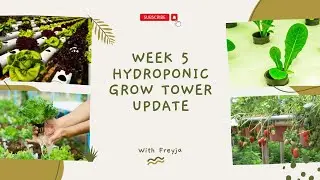 Week 5 Hydroponic Grow Tower Update - Ph Fixed Plants Come back