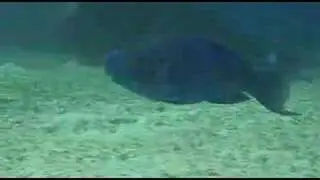 Sharks- Bahamas '06