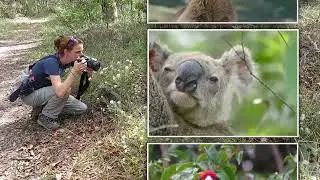 Come for a walk in the Australian Bush - Trailer