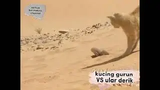 kucing gurun VS ular derik