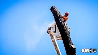 𝗧𝗥𝗘𝗘 𝗧𝗔𝗞𝗘𝗗𝗢𝗪𝗡 𝗨𝗣𝗗𝗔𝗧𝗘: More Red Ironbark Removed as California Ave Street Project Expands