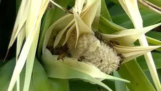 Mixed Nature Sounds 4K | Relaxing Animals & Bird Ambience | Stress Relief Long Video Asmr