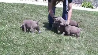 Albert Miller's Lab Puppies