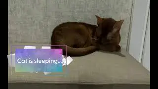 Abyssinian Cat Sleeping Like a Tiny Lion 💤 | Simba&rsquo;s Cozy Nap