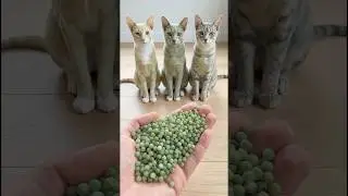 3 Cats Frozen by Sound 😳 | Most Satisfying Cat ASMR Ever 🐱🔊 #shorts #asmr