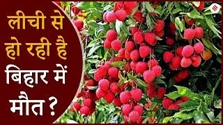 Chamki Fever: क्या Lichie खाने से मर रहे हैं लोग?