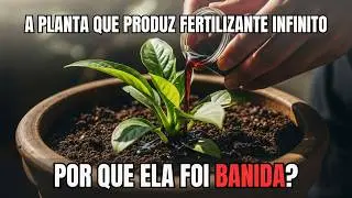 Você Nunca Precisaria Comprar Fertilizante Se Conhecesse Essa Planta