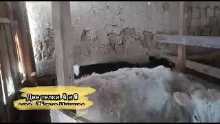 Две телки. 4 и 9 мес.. 75 тыс.₽ адрес Нижнее Казанище