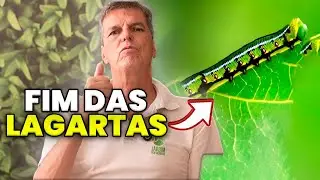 COMO ACABAR com AS LAGARTAS nos GRAMADOS e JARDINS
