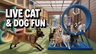 Cute Cats, Funny Cats, sleepy cats Part 190 #cat #dog #pet #cutecat