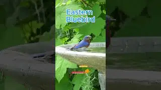 Eastern Bluebird #birds #nature #wildlife #birdlovers #wildlifeentertainment #bird #birdwatching