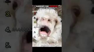 Ranking The Funniest Sheep Moments