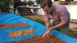 Coffee Fermentation on Satemwa tea and coffee estate Malawi