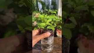 How to grow mint in a plastic bottle #garden #growathome #plant #mint