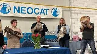 Neocat Kattenshow Nijkerk 29-01-2023