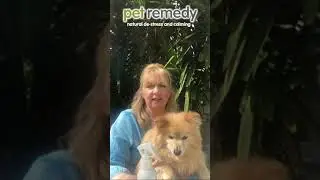 Знакомство с успокаивающим спреем Pet Remedy