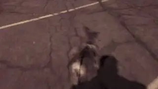 Coco Learns To Walk On Loose Leash in One Week