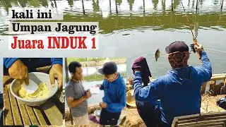 #MANCING IKAN MAS JUARA INDUK 1 | Umpan Jagung