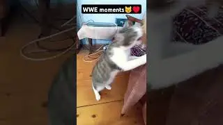 #catlover &hearts;️ #catrevolution 🤣 #love &hearts;️ #trending 🔝