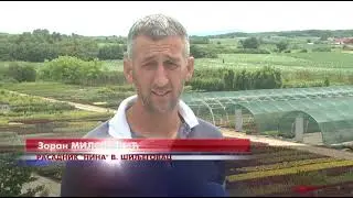 Rasadnik „Nina“ iz Velikog Šiljegovca - primer ozbiljne proizvodnje i respektabilnog poslovanja