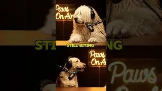 Funny Dog Podcast 😎 Dog Gossip Network Is Real | Paws On Air #dogpodcast #komondor #labrador #funny