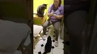 Treat time with nero and figaro 