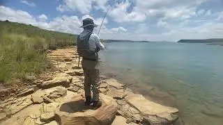 Sterkfontein Yellowfish on Hopper