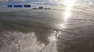 The Shark Park 