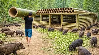 Man Builds Massive Bamboo Pig Pen by Hand for His Wild Boar Farm in the Jungle | Start to Finish