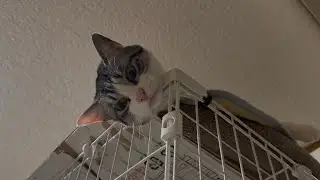 顔をぶら下げてお昼寝する新入り猫が可愛すぎる！【猫動画】