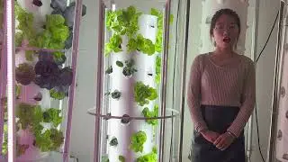 Unlock Superior Growth: How Lyine's Aeroponic Tower System Works (Deep Dive)