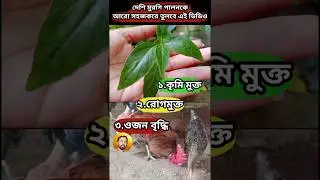 দেশি মুরগি পালন | কৃমি মুক্ত ওজন বাড়াতে কালমেঘ পাতা ব্যবহার করুন #krishakdada #shorts