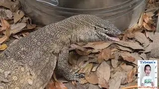 4 year old Feeds a 5 FOOT NILE MONITOR #thenextbrianbarczyk #trainingmonitors #vlog