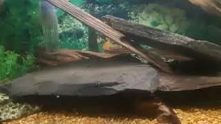 Shark and shrimp tank