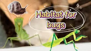 Building a Habitat for bugs #bug #habitat #mantis  #bughunt #Snails #playoutdoors