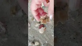 #shorts #algarvebeach #portugalbeaches #marinelife #seashells #naturetreasures #travelportugal