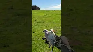 Beautiful dove release. Slow motion