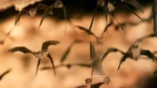 The Dangerous Consequence of Losing Millions of Bats