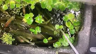 Update on my Salvinia. oblongifolia