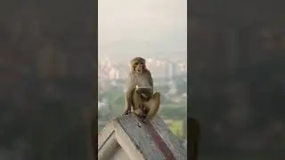 Monkey sitting peacefully at sunset #monkey #peaceful #nepal #sit #m #cute #nature #wildlife HA88254